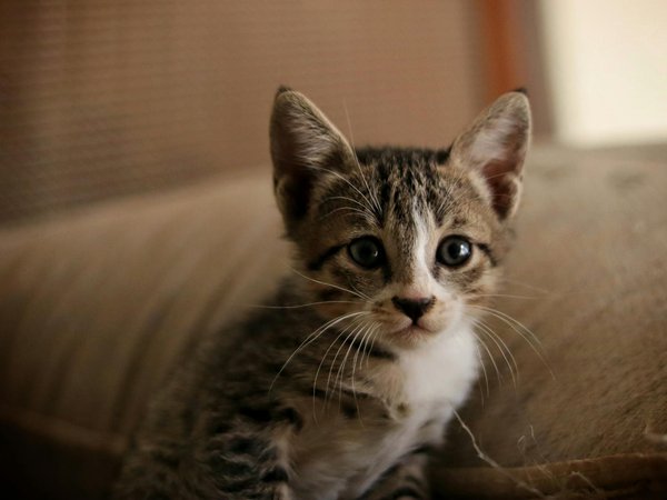 Hoe kun je de levensduur van je huisdier verlengen?