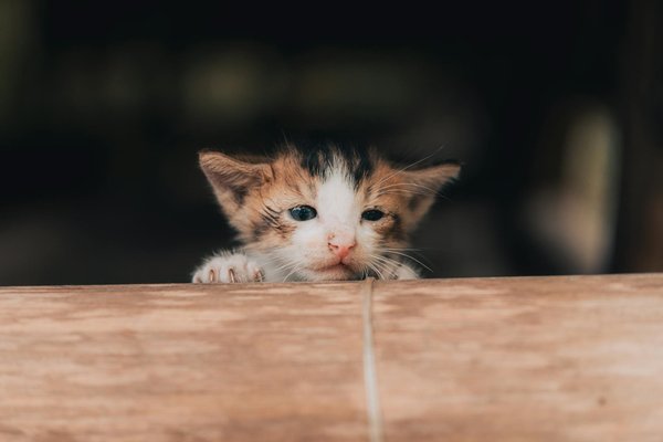 Wat moet je doen als je huisdier een allergie heeft?